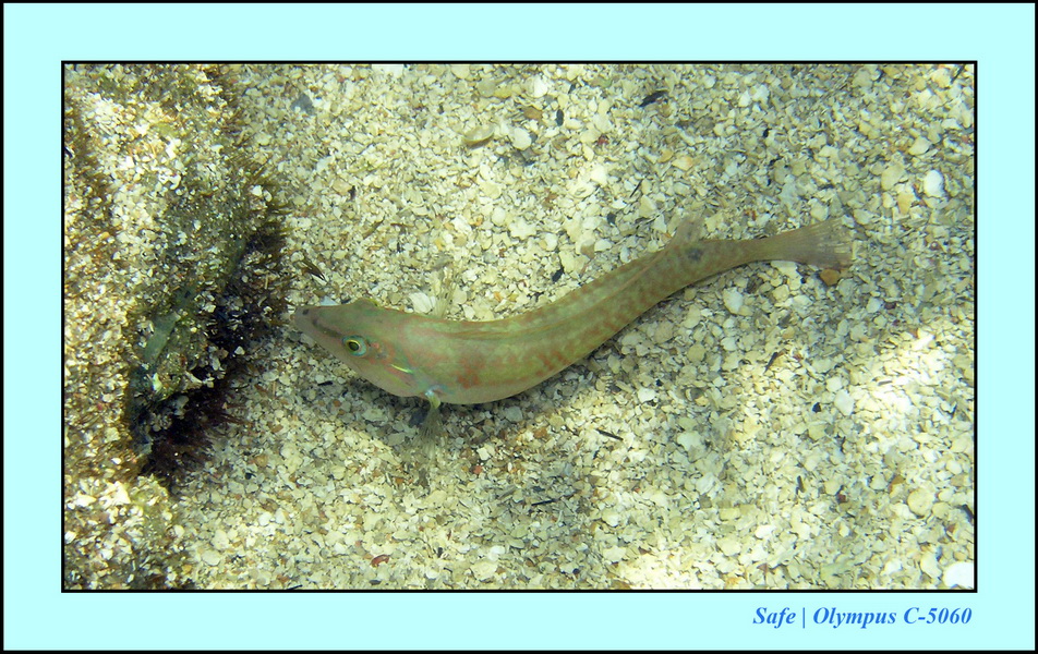2005 - 11 - Porto de galinhas - piscines naturelles 29.JPG